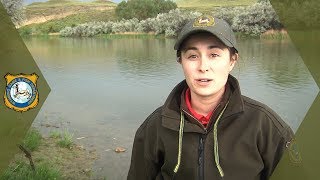 Stocking Sauger in the North Platte