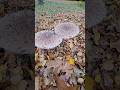These Mushrooms Appeared Overnight 🍄 | Quiet Autumn Forest #shorts