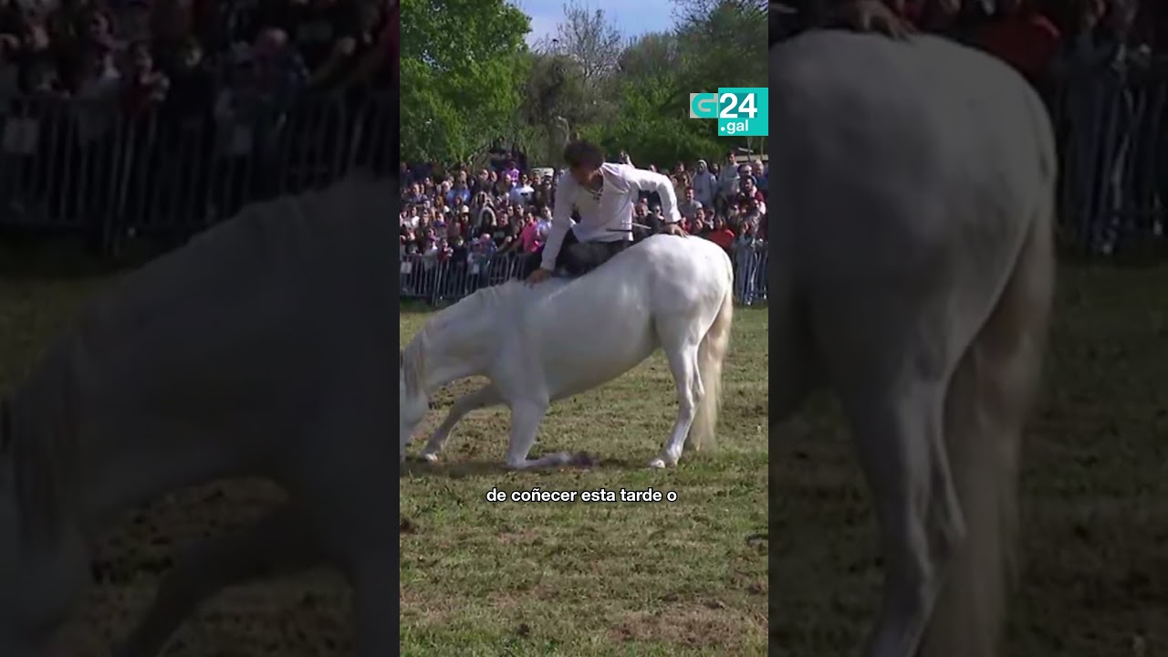 🐎 LALÍN | Concursos, exhibicións e rutas ecuestres na Feira do Cabalo