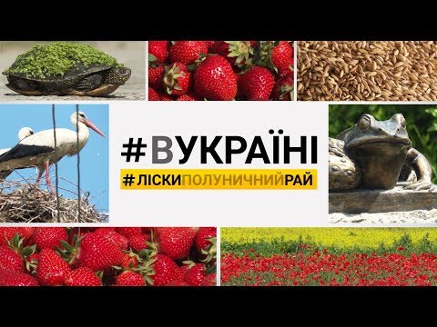 Ліски: полуничний рай | #ВУКРАЇНІ