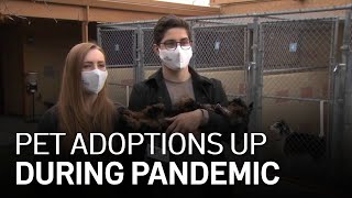 Pet Adoptions Help Animals and Their New Owners During Pandemic