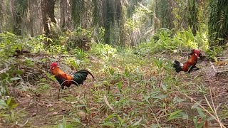 AYAM HUTAN !!! Datang sambil ngerein pikat