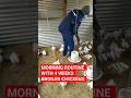 Morning Routine With 3-Week Broilers 🇿🇲