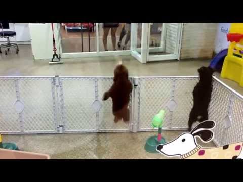 Dancing, Marching & Jumping Choco Poodle Dog