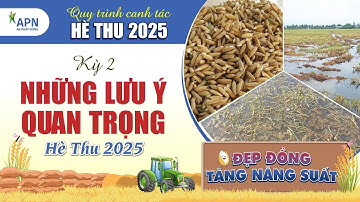 APN - 4 VIỆC CẦN LÀM ĐỂ CÂY LÚA KHỎE TỪ ĐẦU VỤ - QUI TRÌNH HÈ THU 2025 - KỲ 2