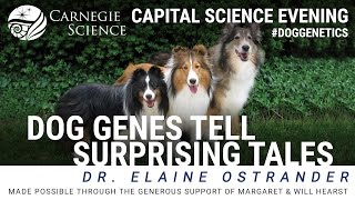 Dog Genes Tell Surprising Tales