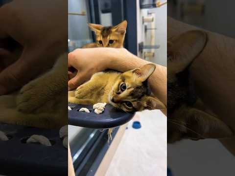 Почему кошки отгрызают котятам усы? 🙀