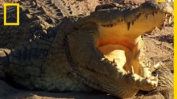 Pourquoi les crocodiles restent la bouche ouverte ?