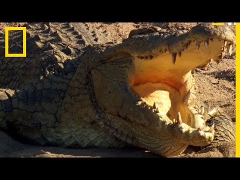 Vidéo: Les alligators ont-ils des oreilles ?