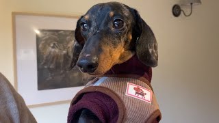 ADORABLE MINI DACHSHUND MEETS CHICKENS FOR THE FIRST TIME AND CAN'T BELIEVE IT!