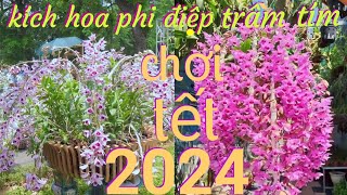 kích hoa phi điệp bằng kie duy xanh nở tết, kích hoa phi điệp chơi tết 2024 | phong lan rừng pv