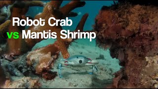 Robo Crab vs Mantis Shrimp