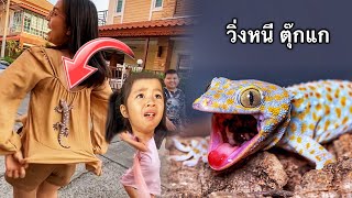 บริ้งค์ไบรท์ | ตุ๊กแกกระโดดเกาะหลังแม่กิ๊บ gecko