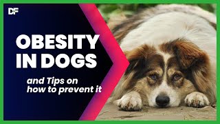 Obesity In Dogs And How You can Prevent It