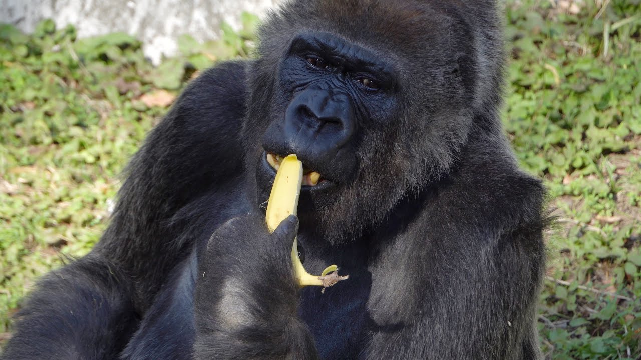 S1E178 🦍 BANANA INCIDENT: A gorilla ate food thrown in by a visitor.😨
