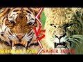 Saber tooth Tiger VS Siberian Tiger - Saber tooth Tiger VS Siberian Tiger Who Would Win