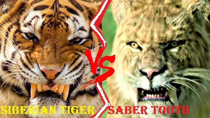 Who would win in a fight between a Ngandong tiger and a Siberian