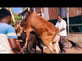 Wonderful Cow Crossing Video || Educational Video||Cow Crossing Video || GC Village