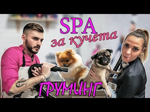 Епизод 3: SPA за кучета - Груминг