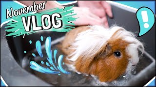 Guinea Pig BATHS! Visiting the pig