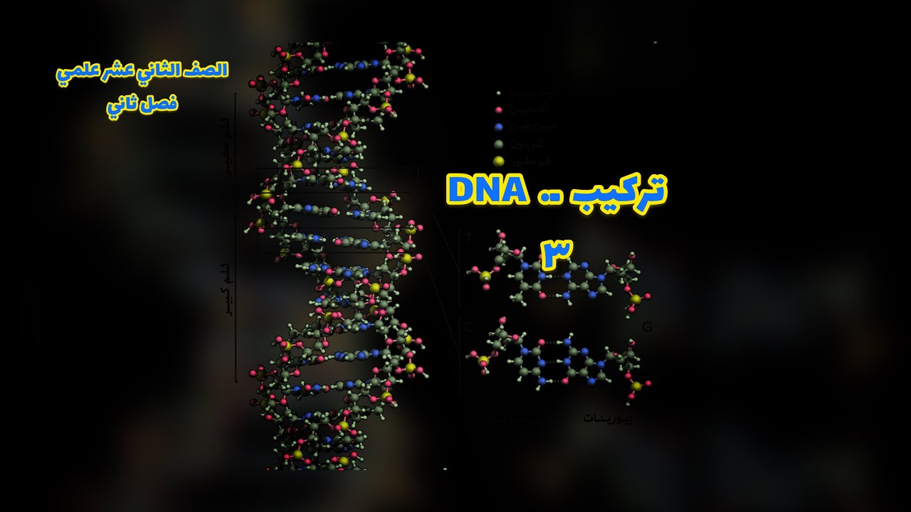 تركيب ال dna 🧬.    الدرس الثالث