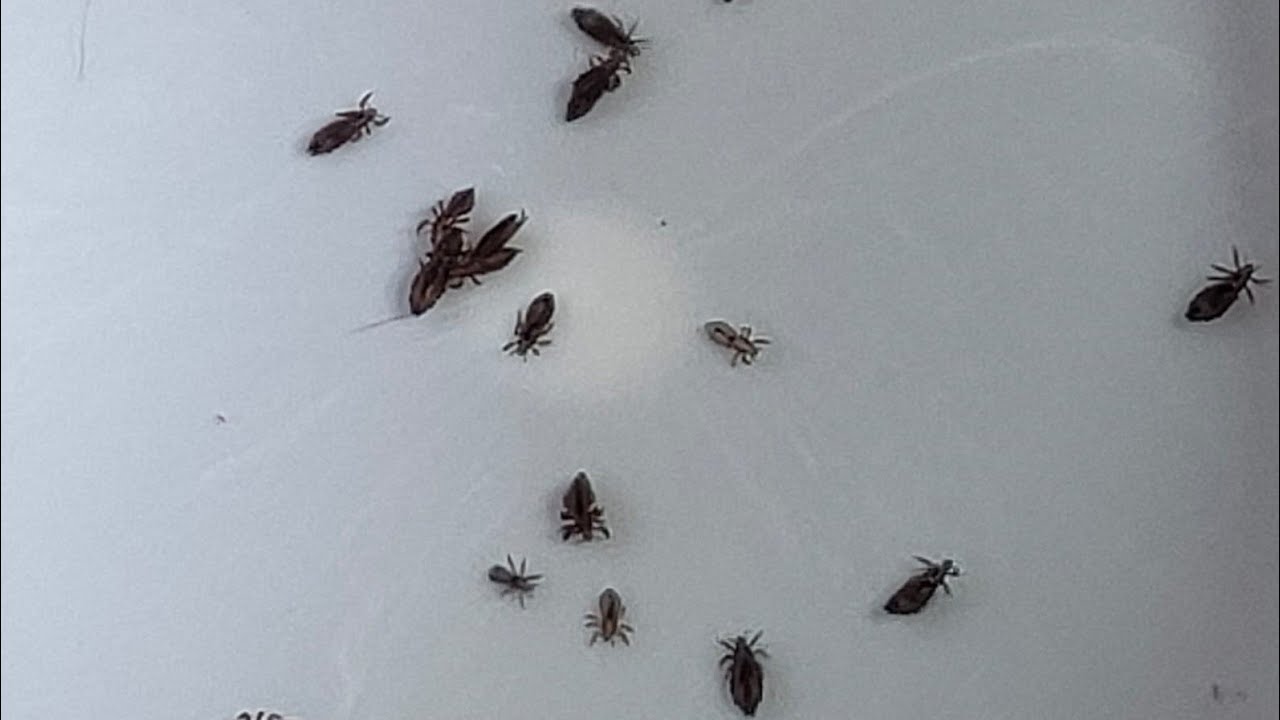 Lice big Nits removal // lice big lice Removal Nits picking long hair