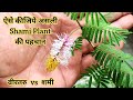 Ek cheej se kijie Shami paudhe ki asli pehchaan, वीरतारु vs शमी प्लांट, Shami plant care