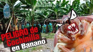 Peligro de Cochinilla en Banano ⚠🍌⚠