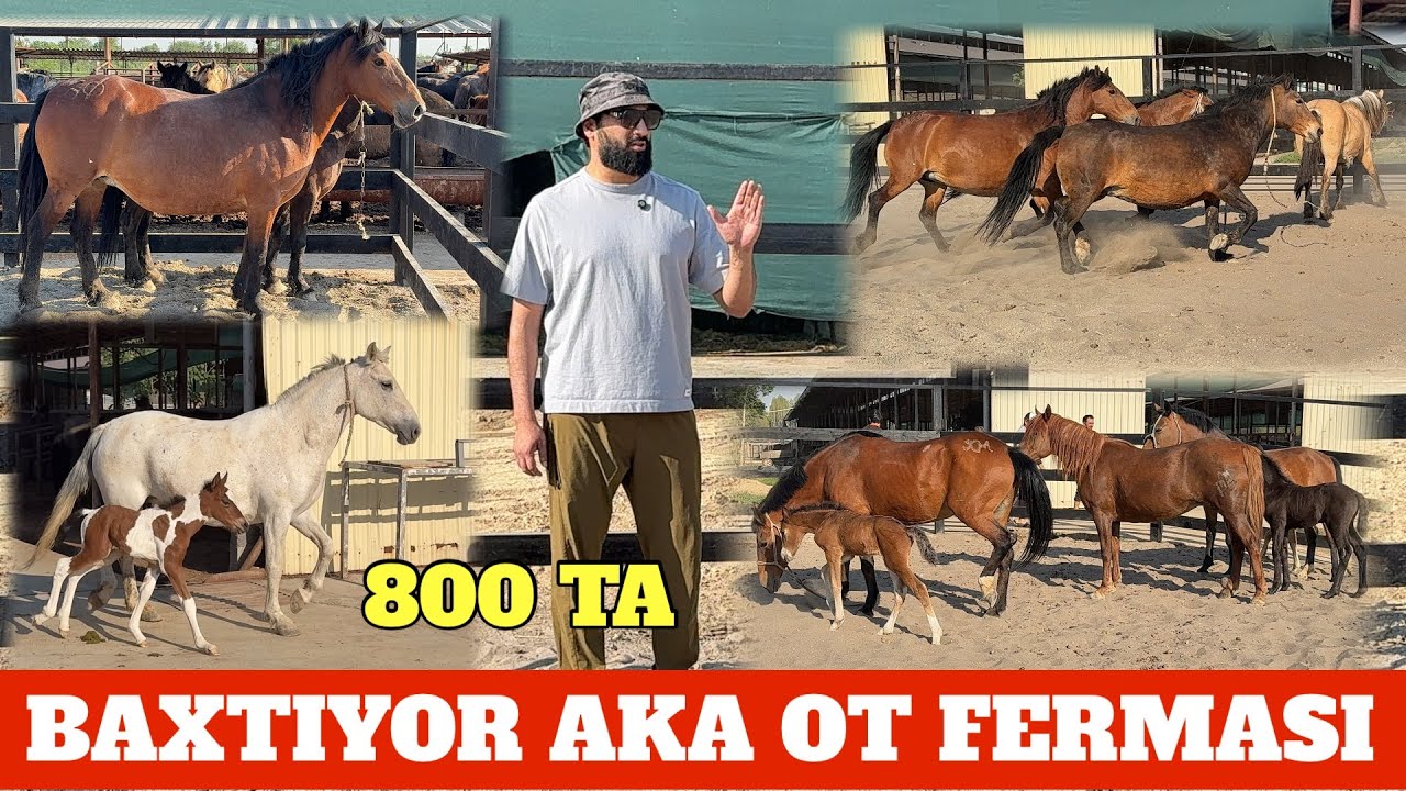 BAXTIYOR AKA 800 TALIK OT FERMA ONA BOLA BIYALAR RASISKIY TAROZIGA ARZON 48.000 SO'M BO'G'OZLAR XAM.