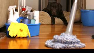 Bond Cleaning D Coast Company Expertise Cleaning