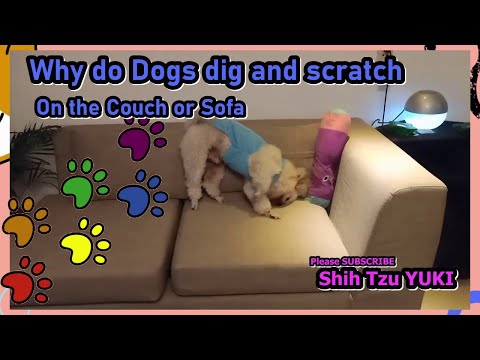Video: Kāpēc daži suņi darbojas kā aļova?