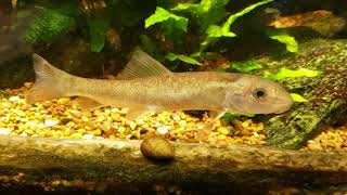 Nerite Snails Cant Turn Themselves Over