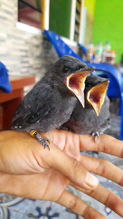 anakan burung srigunting abu abu. #birds #burung #srigunting