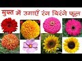 मुफ्त में उगाइये ये रंग - बिरंगे फूल || Get Flower Plants For Free