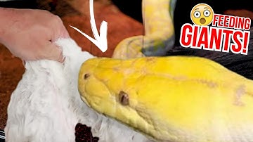 FEEDING GIANT SNAKES AND CUTTING SNAKE EGGS!! | BRIAN BARCZYK