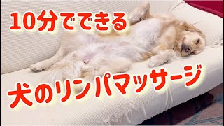 【10分でできる】犬のリンパマッサージのやり方♪ 愛犬もうっとり #犬の股関節形成不全