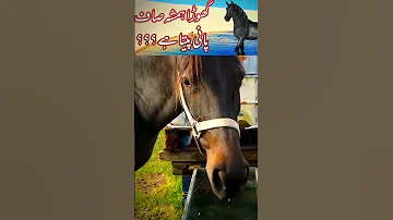 Why Horse Drink Always Clear Water Love Arabic топ Iqbal Asiacup2022 Yourubeshorts 