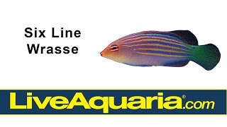 Six Line Wrasse (Pseudocheilinus hexataenia) | LiveAquaria.com by Drs. Foster and Smith Pet Supplies 2,272 views 8 years ago 16 seconds