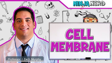 Cell Membrane Structure & Function