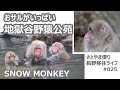 おサルがいっぱい地獄谷野猿公苑 SNOW MONKEY｜人生の楽園・長野移住ライフ｜田舎暮らし vlog 025