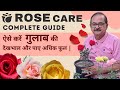 Rose plant care complete guide  save rose plant i gulab ki care i    