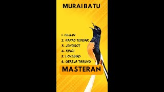 86🔴 MASTERAN MURAI BATU GACOR DI MALAM HARI || MURAI JUARA