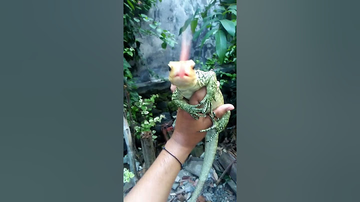 nemu arsipan 2019 #biawak #varanus #monitorlizard #sulawesi