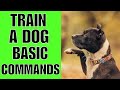 How To TRAIN A Dog Basic Commands (The Correct way)