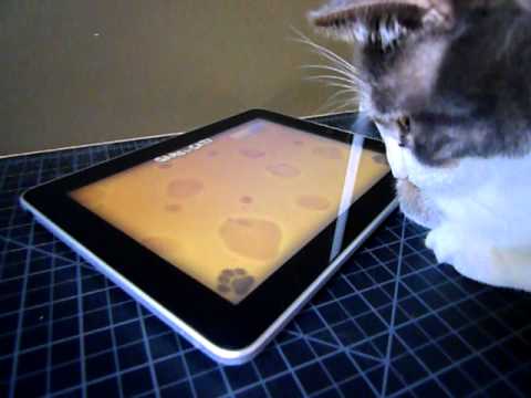 iggy tries a game for cats