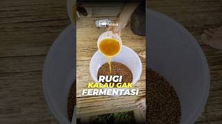 Pakan Protein 14% Langsung Naik jadi 20%, kalau difermentasi