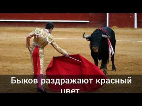 Быков раздражает красный цвет. Правда или Ложь?