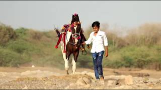 Horse tiktok videos kathiyawadi horse - marwari horse