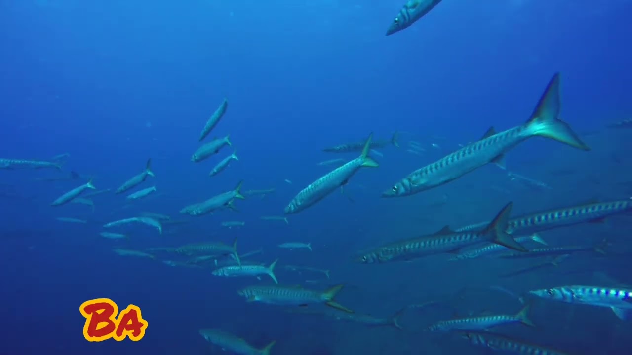 plongée Port-Cros. la Gabiniere