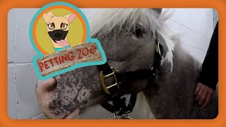 Petting Zoo: Three-Legged Mini Horse Fitted with Prosthetic Leg